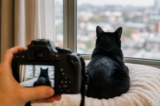 How to Capture Purrfect Photos of Your Black Cat Like A Pro