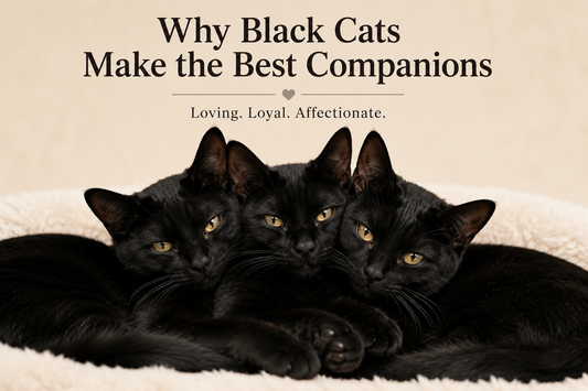Why Are Black Cats Black?