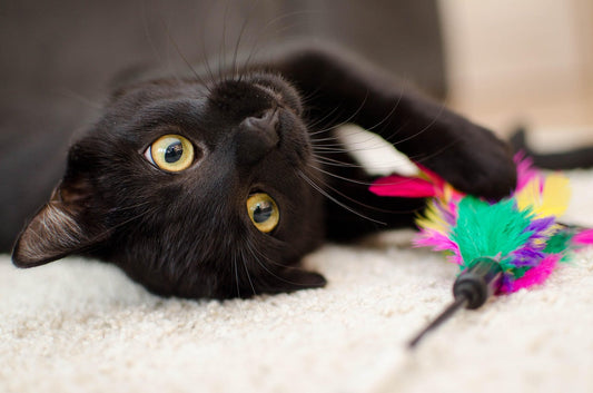 cute black cat